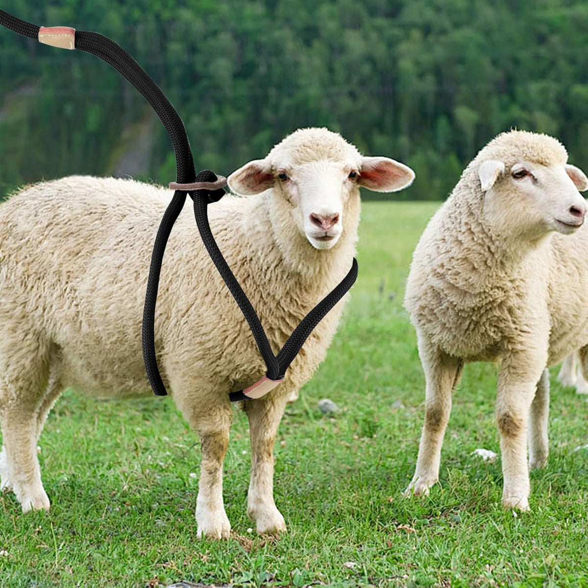 Goat Harness For Walking - Washable Goat Leash And Accessories - Livestock Supplies