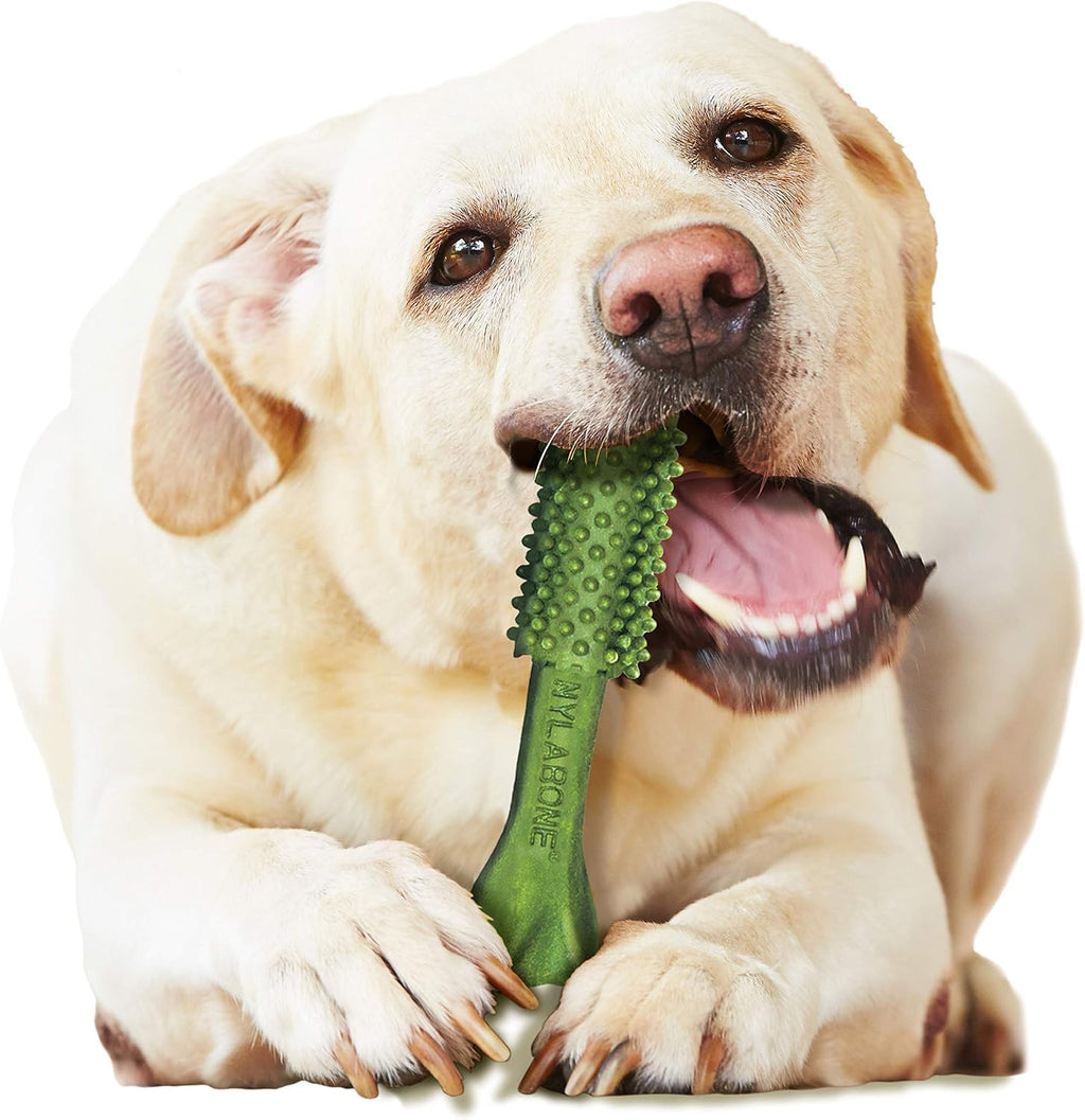Nylabone Nutri Dent Dog Dental Treats - Natural Dog Teeth Cleaning & Breath Freshener - Dental Treats for Dogs - Fresh Breath Flavor, Large (20 Count)