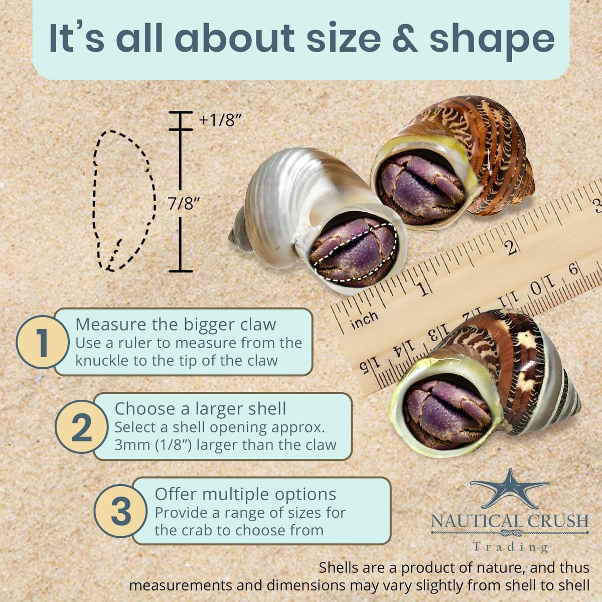 Hermit Crab Shells | Turbo Shells | 1 Brown, 1 Banded, and 1 White Pearlized Turbo Shells 1.75"-2" | Opening Size Approx. 1" | Hermit Crab House for Décor | Plus Free Nautical eBook by Joseph Rains
