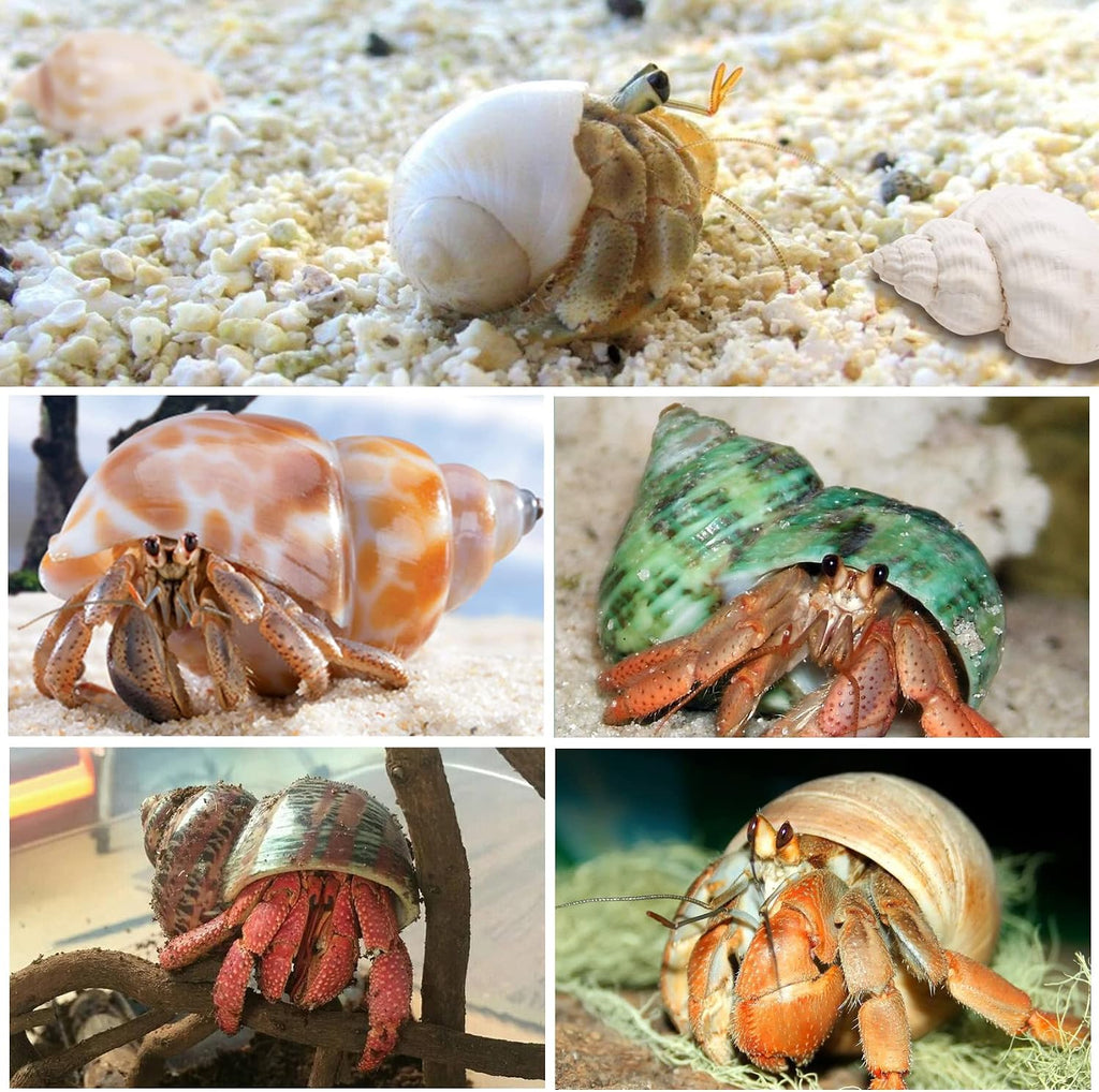 21PCS Hermit Crab Shells Medium Small 1.2"-3.9" Seashells, Opening 0.5"-2"