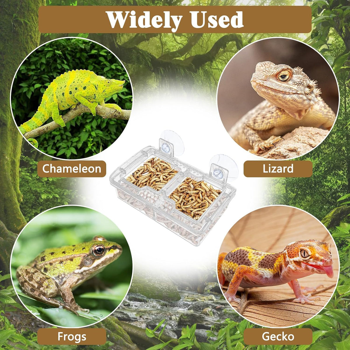 Hamiledyi Transparent Reptile Feeder with Suction Cup Separated Double Compartments Chameleon Bowl Gecko Live Worm Feeder Anti-Escape Reptile Supplies for Lizard Bearded Dragon (White, 2 Pcs)