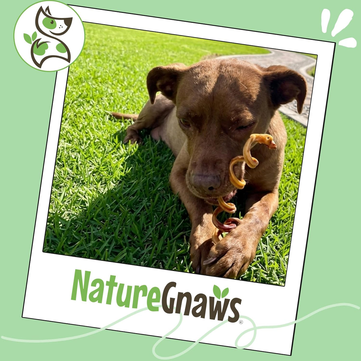 Nature Gnaws Bully Stick Springs 7-8" Rawhide Free Dog Chews, 6 Count