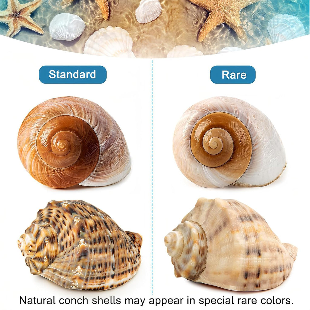 6PCS Large Hermit Crab Shells 3"-3.5" Seashells, Opening 1.5"-2.5"