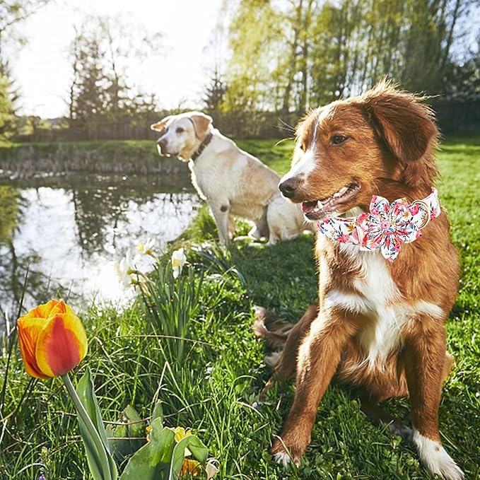 Lionheart Glory Floral Dog Collar - Image 4