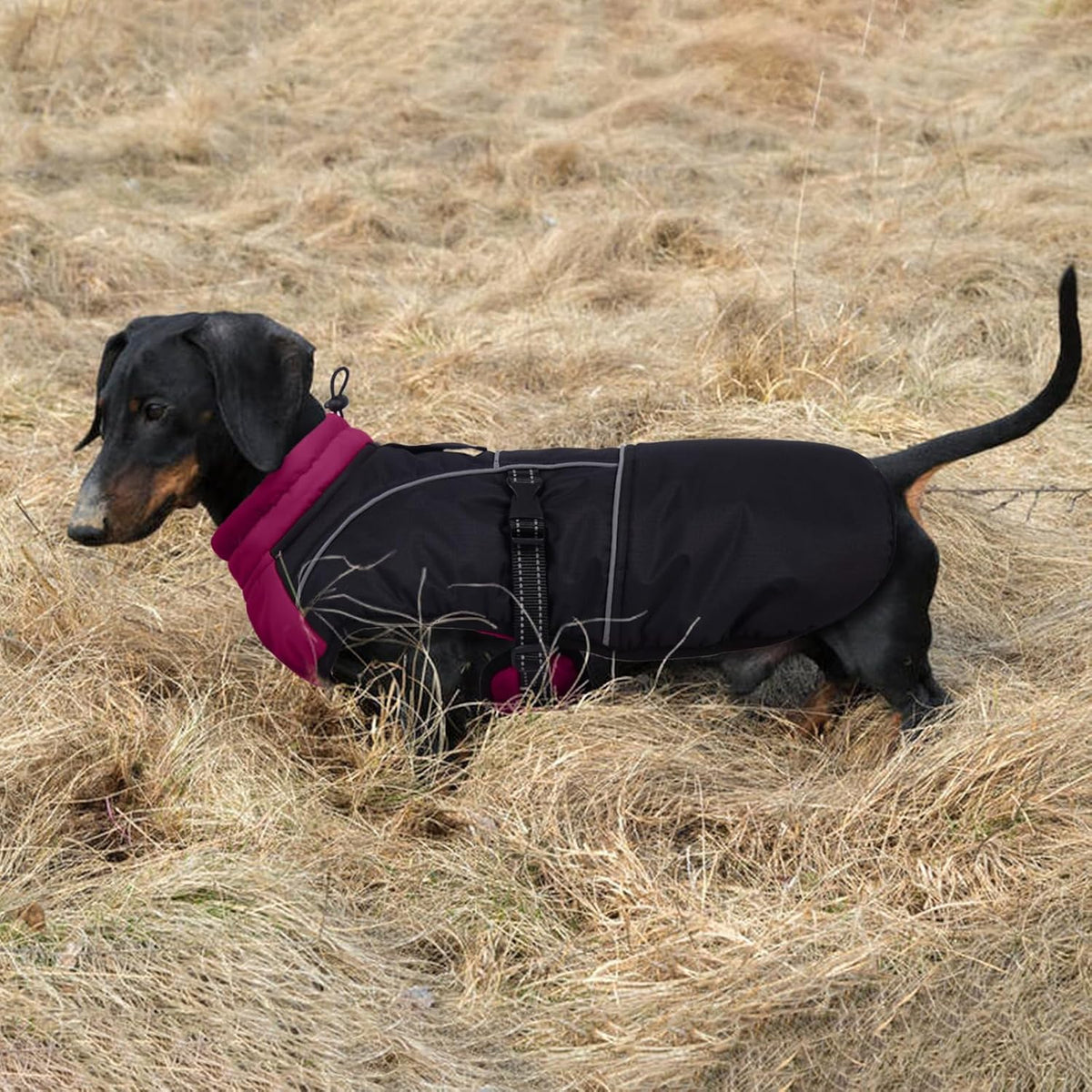 Lelepet Dachshund Coat Waterproof Reflective Dog Coat for Small Dogs