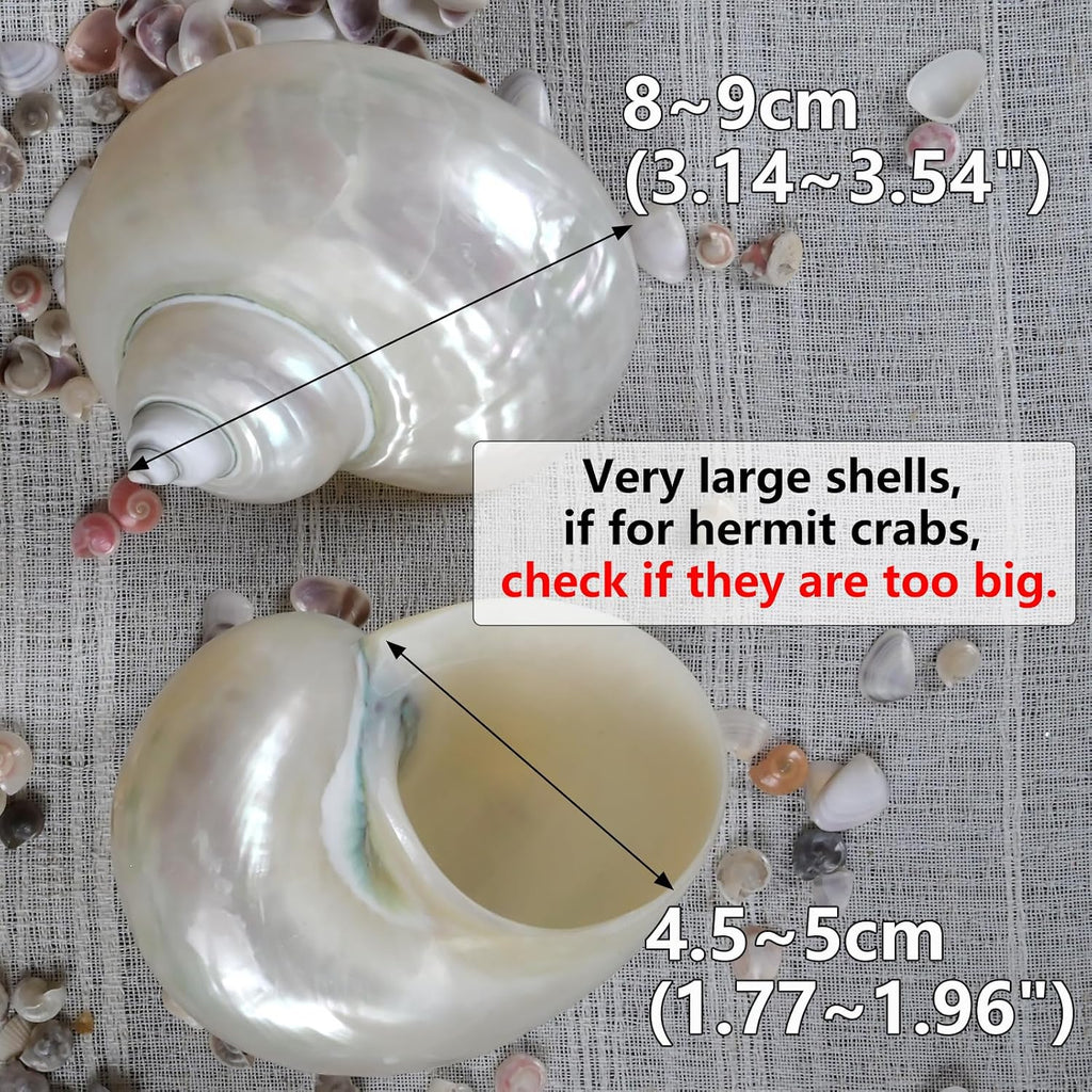 2pcs Large Hermit Crab Shells, Natural Big Turbo Seashells, White