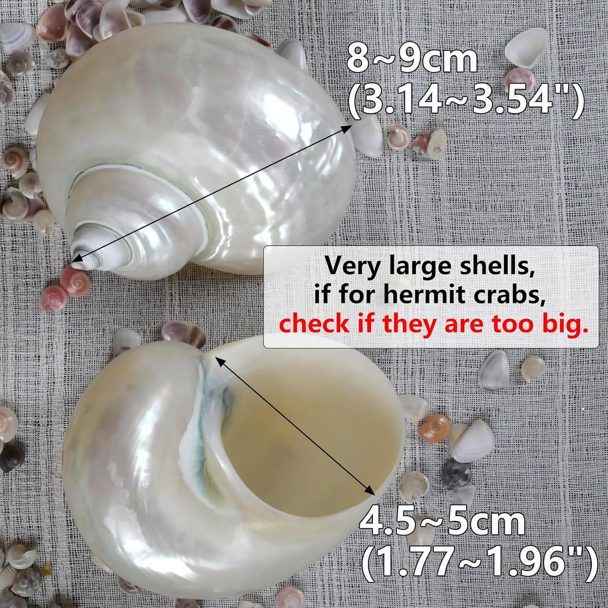 2pcs Large Hermit Crab Shells, Natural Big Turbo Seashells, White