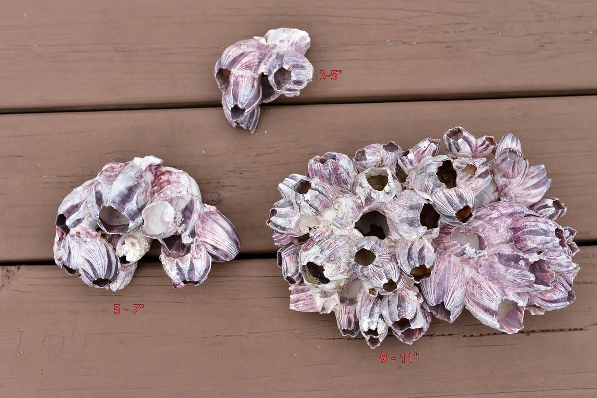Aquarium Safe Real Purple Barnacle Cluster | Natural Barnacle Cluster | Holey Rock | Chiclid Stone (3" - 5")