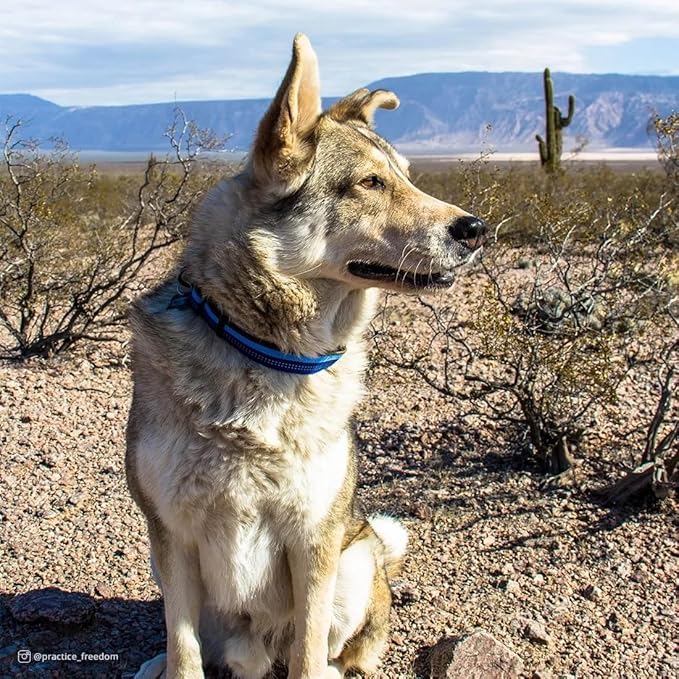 Coastal Pet K9 Explorer Reflective Adjustable Dog Collar - Image 2