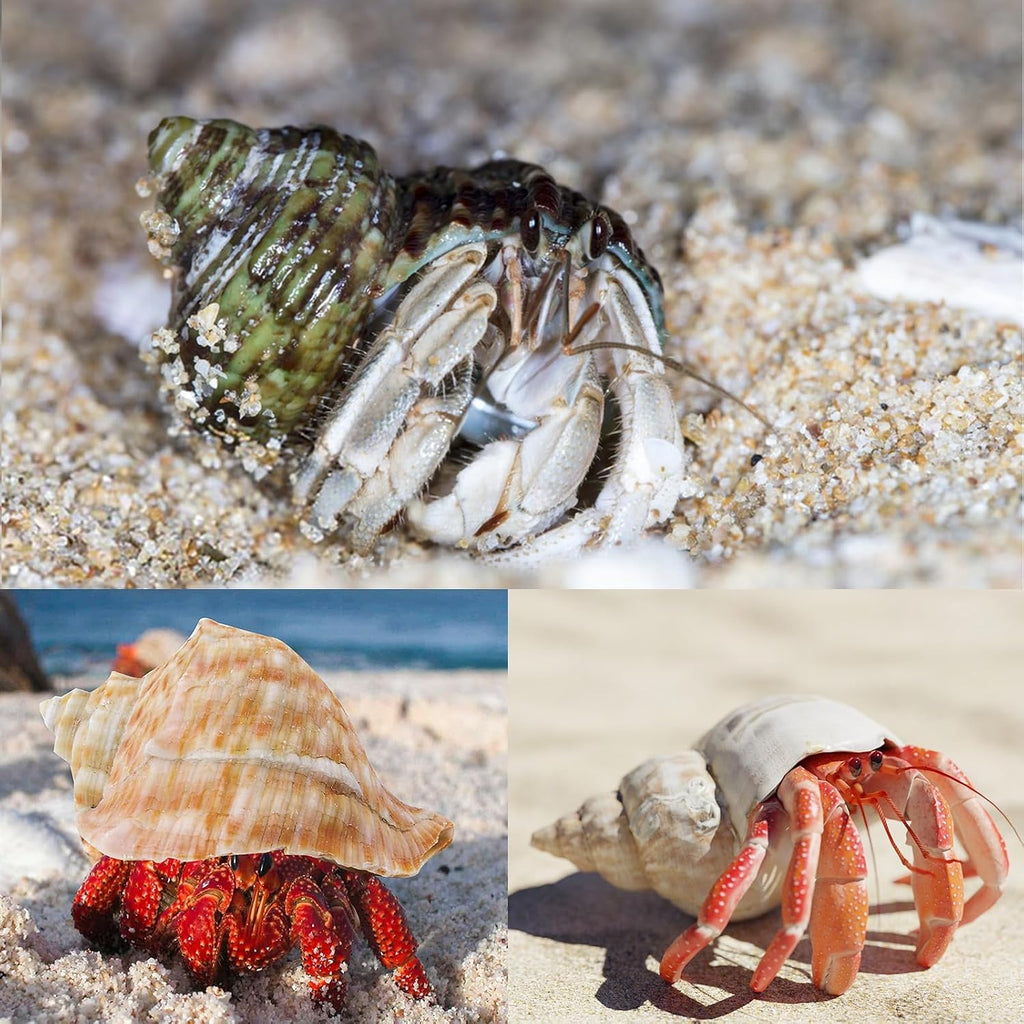 6PCS Hermit Crab Shells Medium to Large 2.3"-3.5" Shells, Opening 1"-2.1"