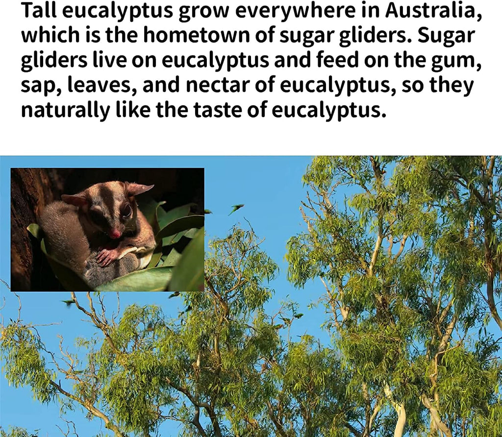 NEOUZA Sugar Glider Bedding, Dried Eucalyptus Leaves and Twigs 7oz/200g