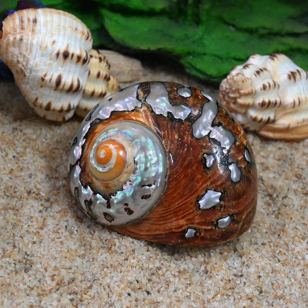 2pcs Hermit Crab Shells Medium, Natural Conch Seashell, Opening 1 Inch