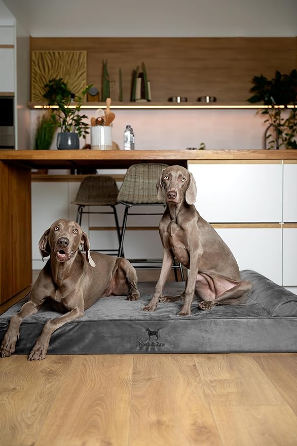 NOAH & PAW Giant Dog Bed XXL 55x45x9.5 Inch, Orthopedic Dog Beds, Eggshell - Image 2