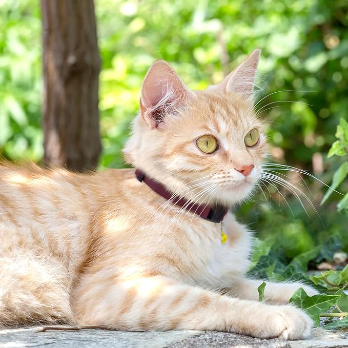 Breakaway Cat Collar with Bell - Image 6