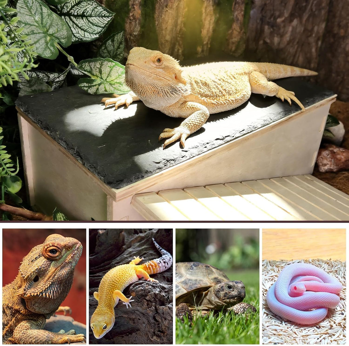 Bearded Dragon Basking Platform,Wood Reptile Hide Cave with Slate Rock,L