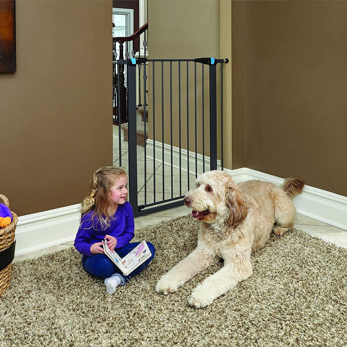Midwest 39" Steel Dog Gate with Glow Strips, Graphite