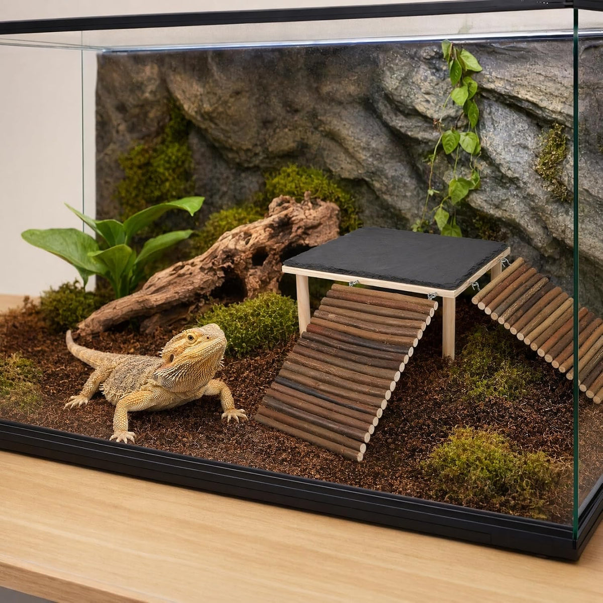 Bearded Dragon Basking Platform with 2 Wooden Climbing Ramp