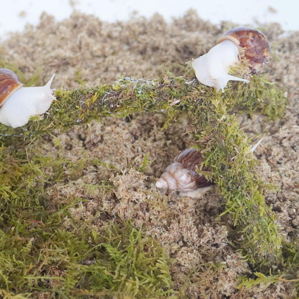 Snail Terrarium Accessory Kit 7PCS, Includes Moisture-Retaining Substrate, Climbing Toy, Cuttlebone Granules, Water and Food Plate, Spray Bottle