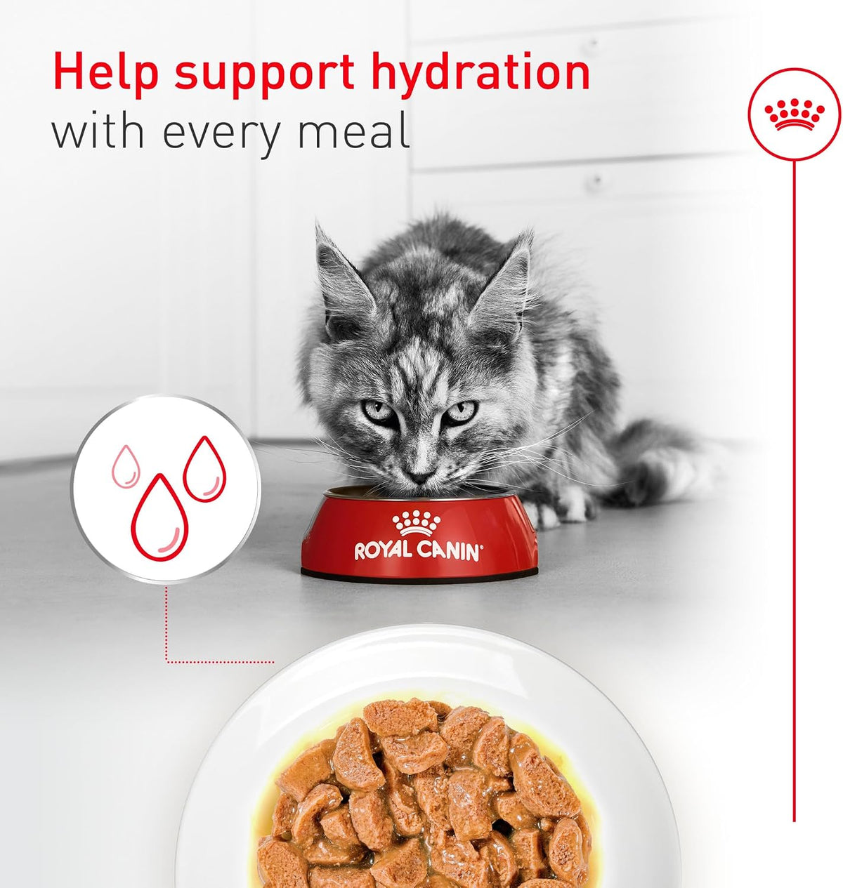 ROYAL CANIN Feline Health Nutrition Aging 11+ Wet Cat Food for Seniors, Thin Slices in Gravy for Cats Over 11 Years, Supports Optimal Health & Vitality, 3 oz can, case of 12