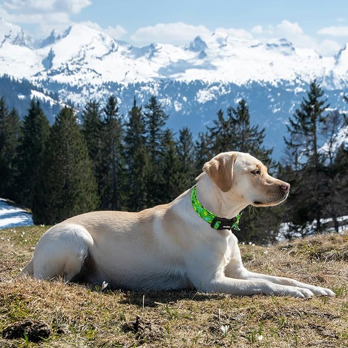 Medium Dog Collars for Male Dogs, Boy Dog Collars - Image 6