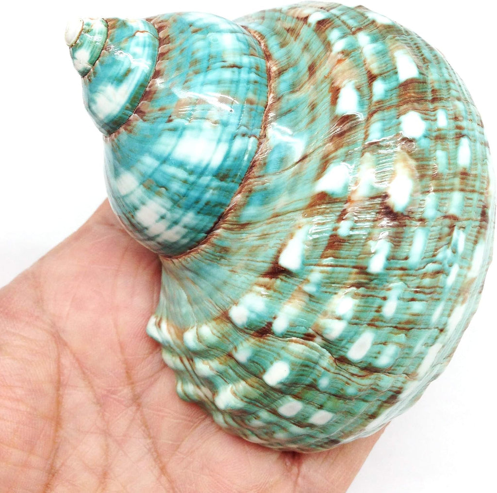 PEPPERLONELY 2 PC Hermit Crab Shells, Turbo Shells, African Sarmaticus Turbo Shell, 2 Inch~ 2-1/4 Inch