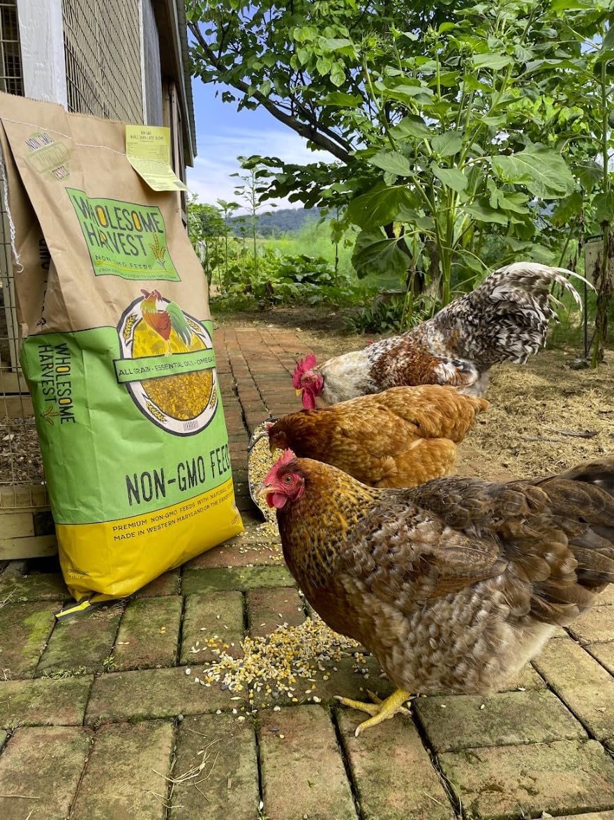 Non-GMO Whole Grain Layer Blend 16% - Chicken Feed for Laying Hens and Ducks - Includes Essential Oils, Herbs, Oyster Shells, Vital Minerals, and Omega 3, 10lb