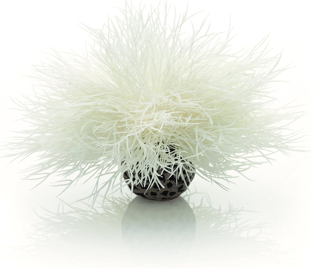 Sea Lily White