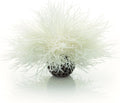 Sea Lily White