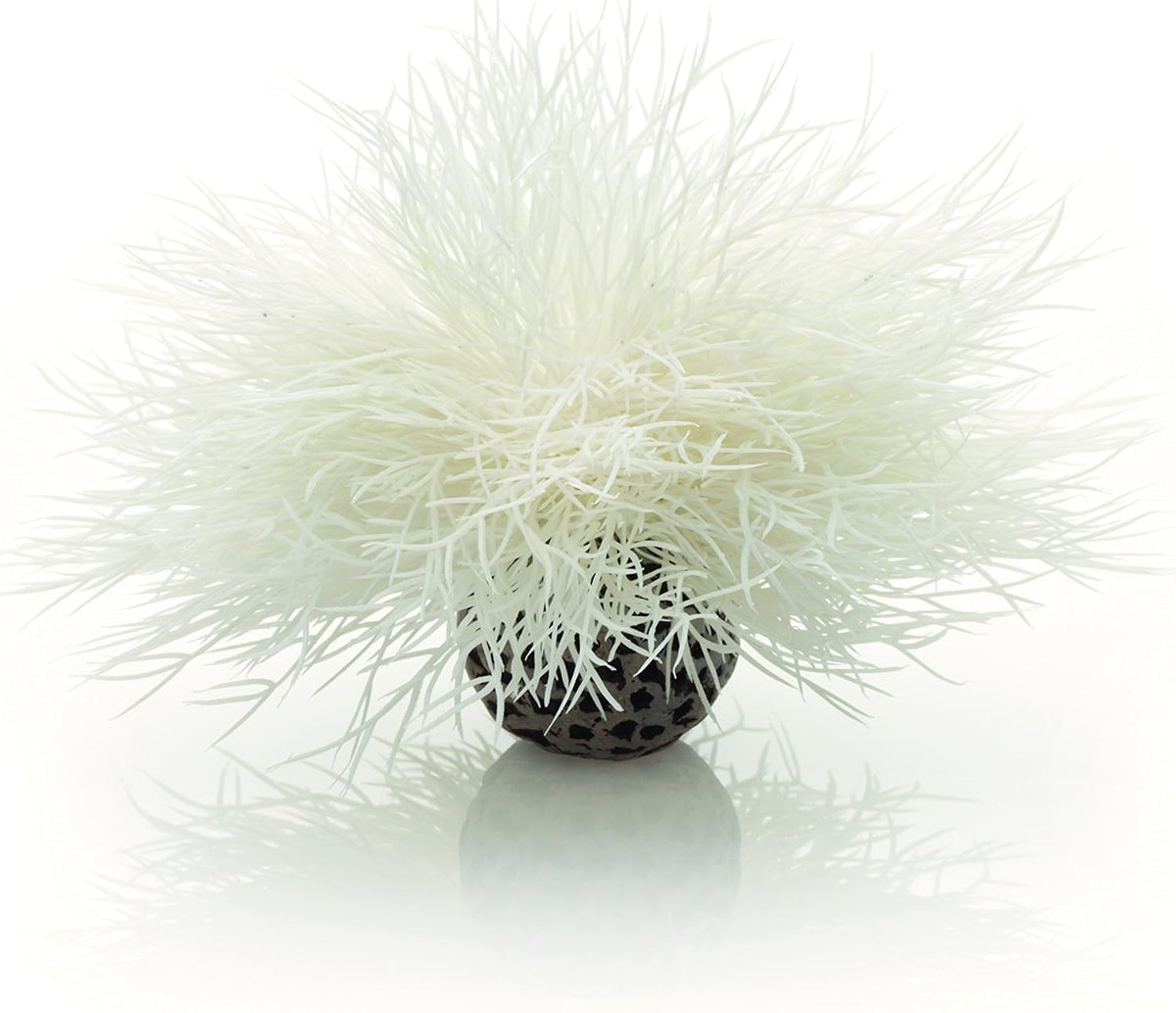 Sea Lily White
