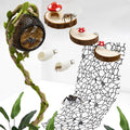 Jumping Spider Habitat Accessories Enclosure Habitat Accessories Jumping Spider Web Climbing and Feeding Platforms with Magnets for Small Insects Critters