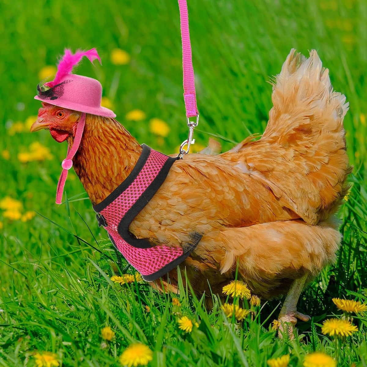 Zhanmai 9 Pcs Chicken Harness and Leash for Hens, Chicken Accessories, L