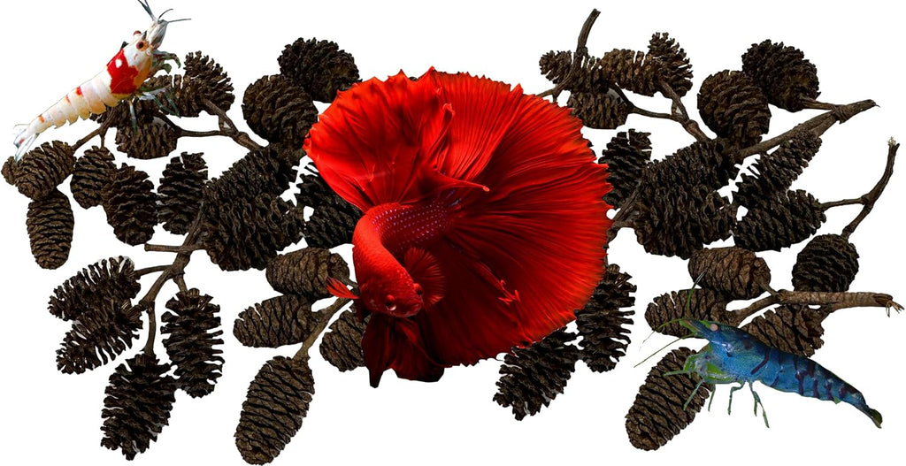 Awesome Aquatic 50 Casuarina Cones, Blackwater, Betta Shrimp Habitat