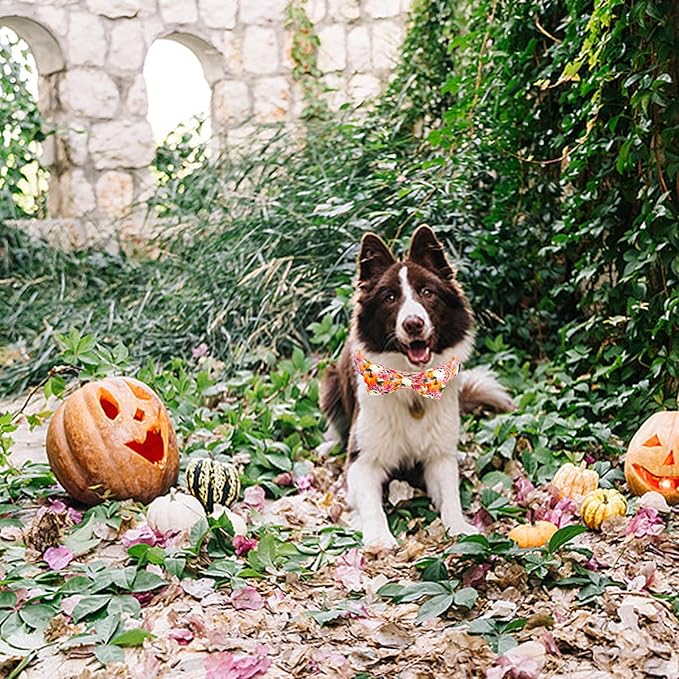 Fall Dog Collar - Image 5