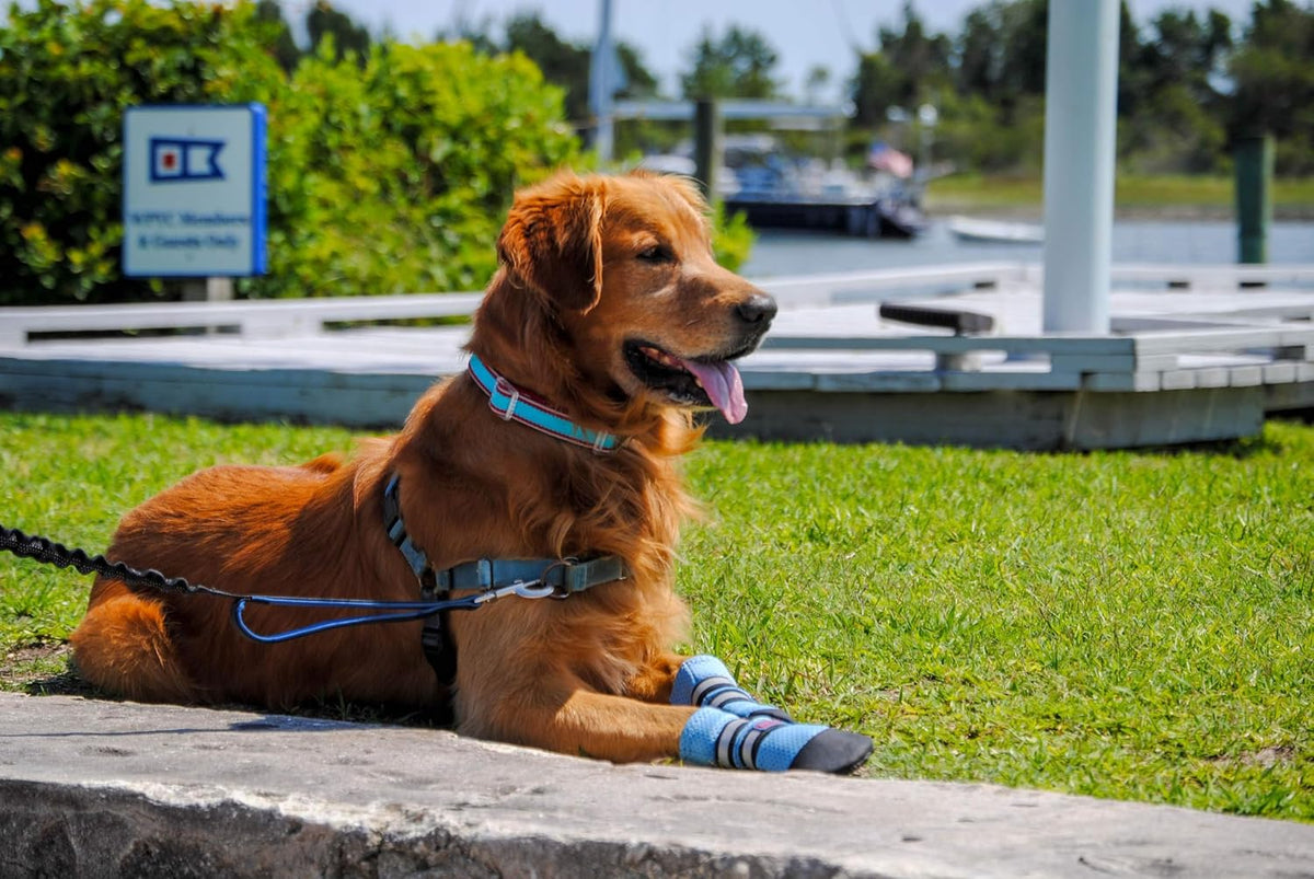 Bark Brite Lightweight Neoprene Paw Protector Dog Boots Designed for Comfort and Breathability in 5 Sizes (Blue Md)
