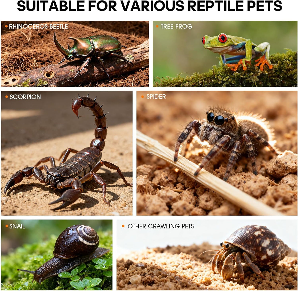 Acrylic Reptile Terrarium, Tarantula Enclosure(Tweezers & Bowl Included)