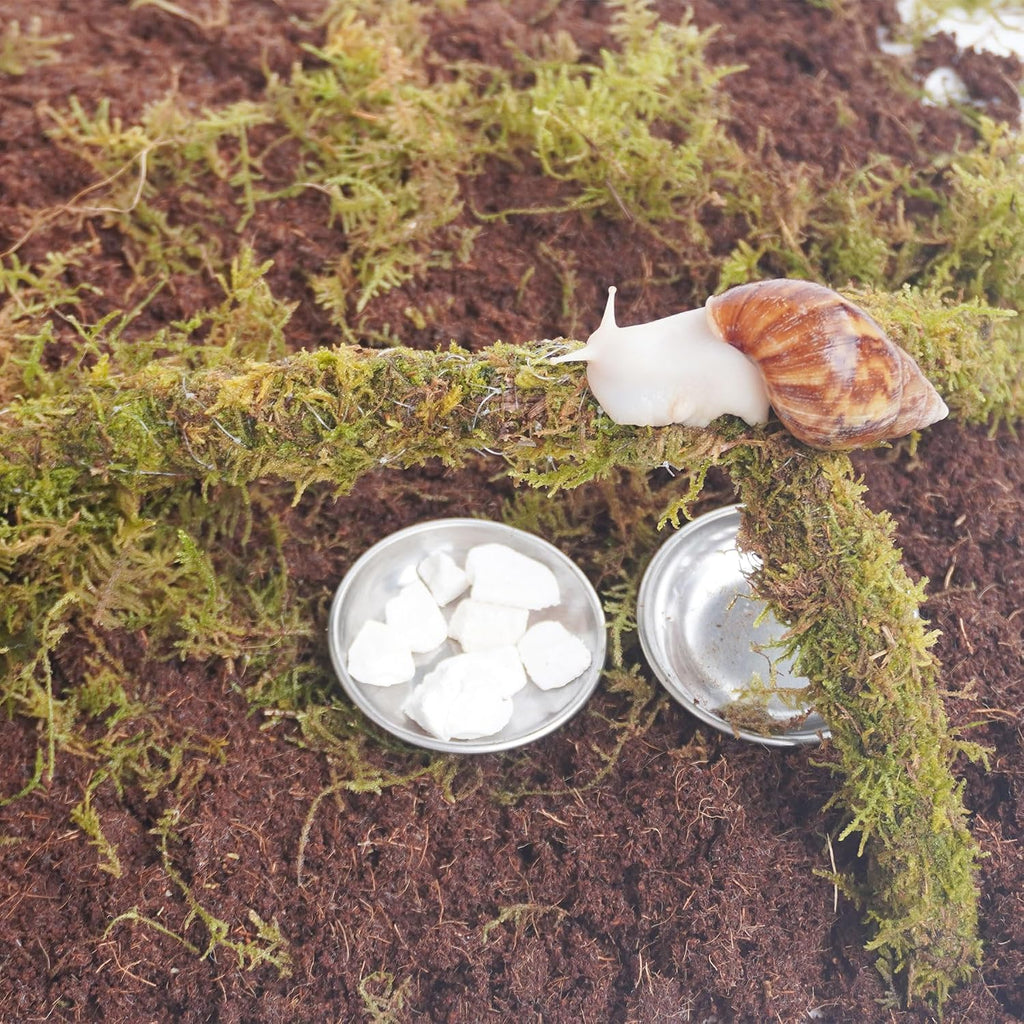 Snail Terrarium Accessory Kit 7PCS, Includes Moisture-Retaining Substrate, Climbing Toy, Cuttlebone Granules, Water and Food Plate, Spray Bottle