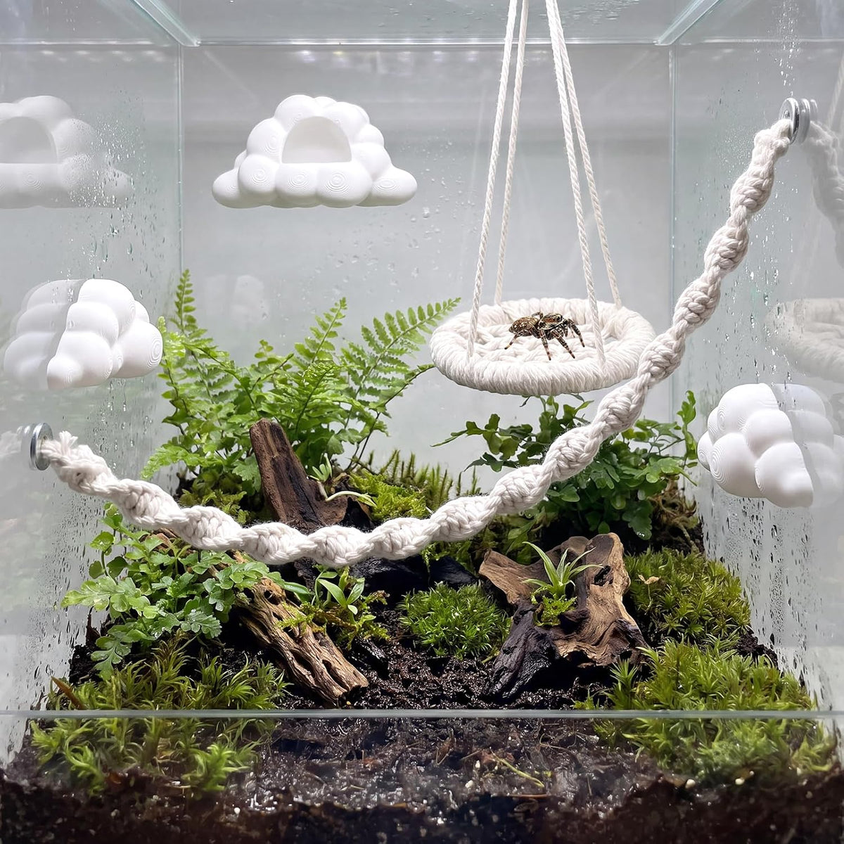 Jumping Spider Enclosure Accessories Kit, Spider Hides, 5 PCS