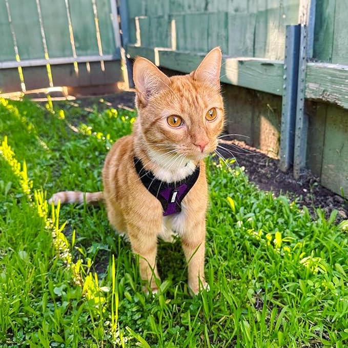 Voyager Escape-Proof Step-in Lock Cat Harness & 5ft Neoprene-Handle Leash Set - Image 6