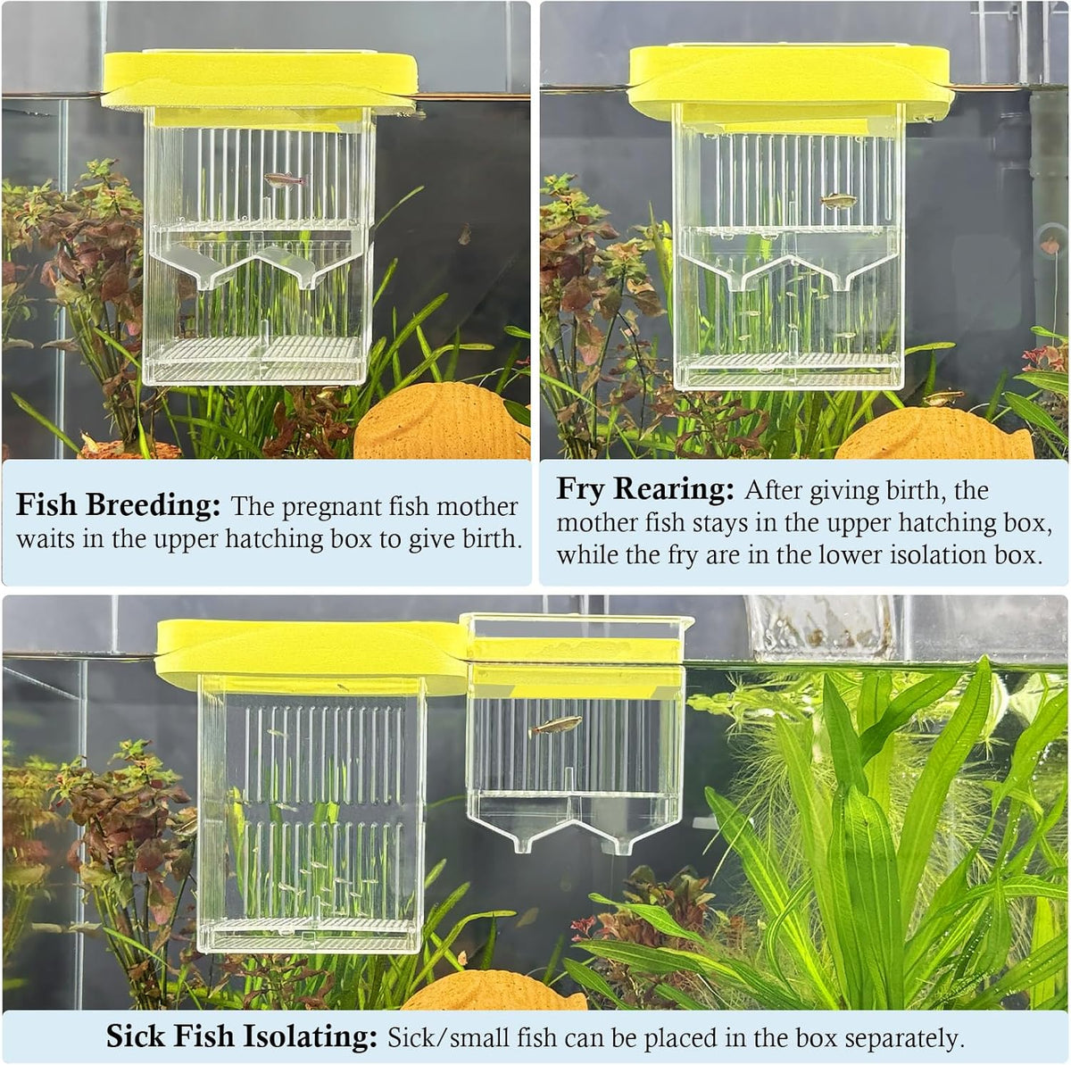 Floating Aquarium Breeding Box with Hatchery Box and Isolation Box