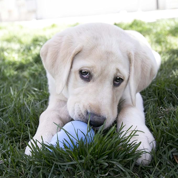 KONG - Puppy Toy - Natural Teething Rubber - Fun to Chew, Chase and Fetch - Image 3