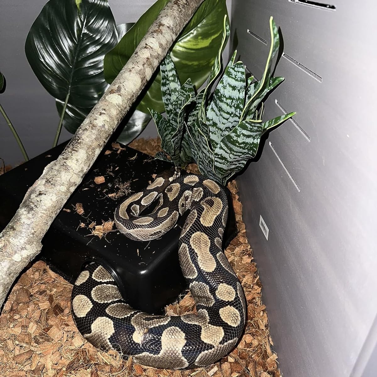 Amypet Different Size Reptile Use Hide Cave for Snakes,Reptiles, Ball Pythons Durable Material Easy to Clean 10.2 x7.48 x 2.75inch (L)