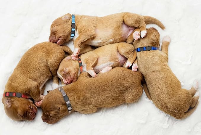 16 PCS Puppy Collars for Small Puppies, Safety Buckle Puppy Collars for Litter - Image 6