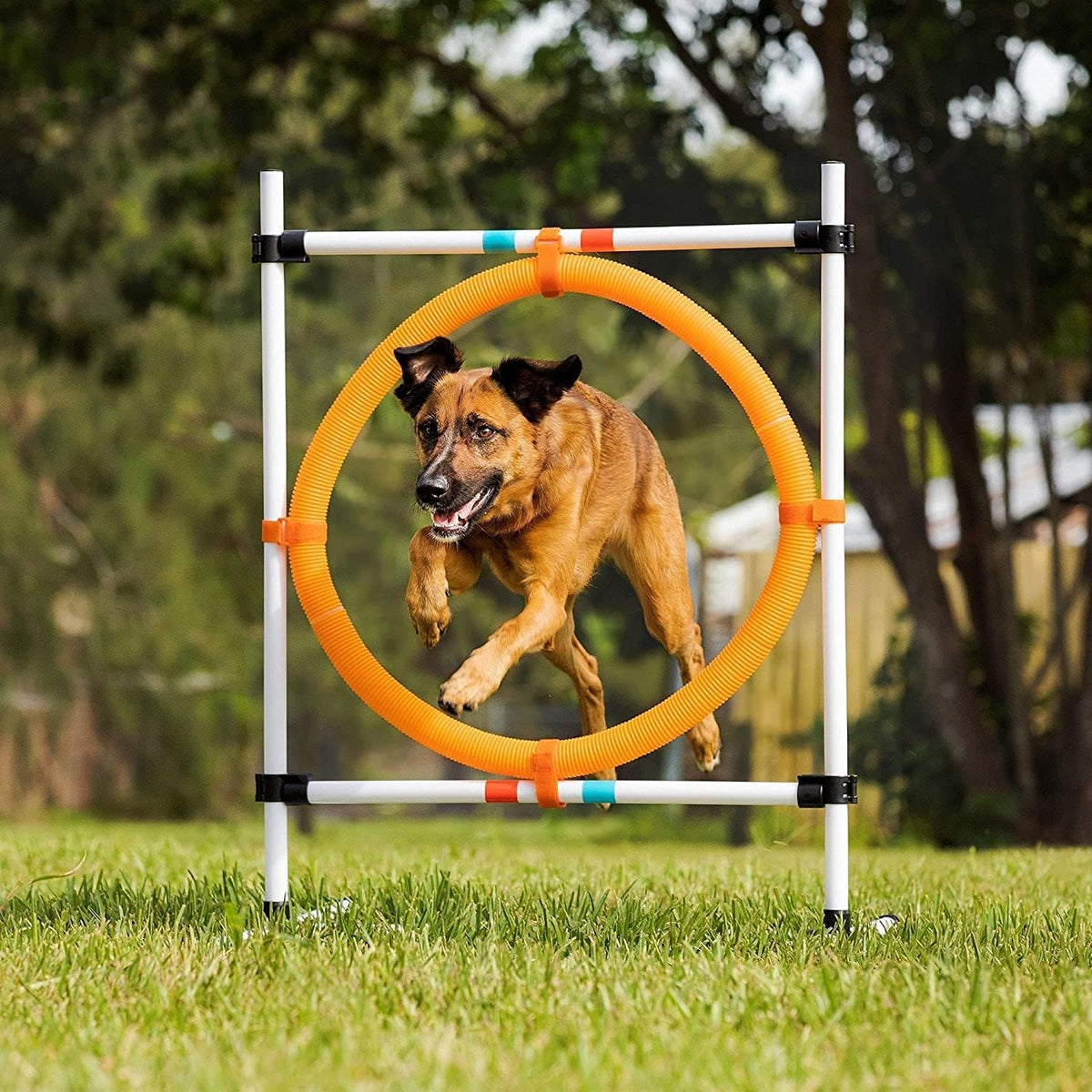 Midlee Dog Agility Beginner Set- Hoop Jump, Weave Poles, and Bar Jump