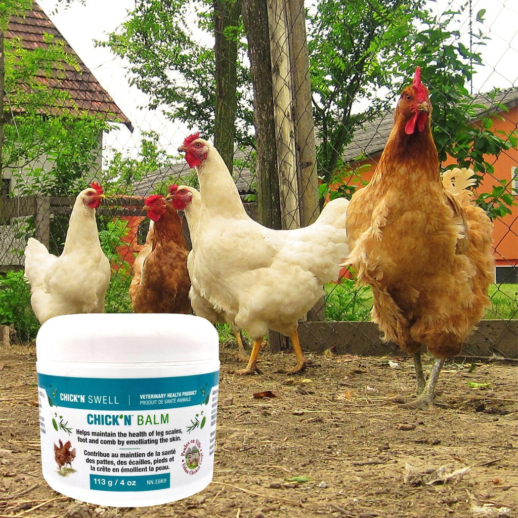 Premium Poultry Balm for Optimal Care and Healing-Chick'n Balm from Chick'n Swell - Legs- Wounds and Combs - with Healing Essential Oils and Sulfur, 4 Oz (113g).