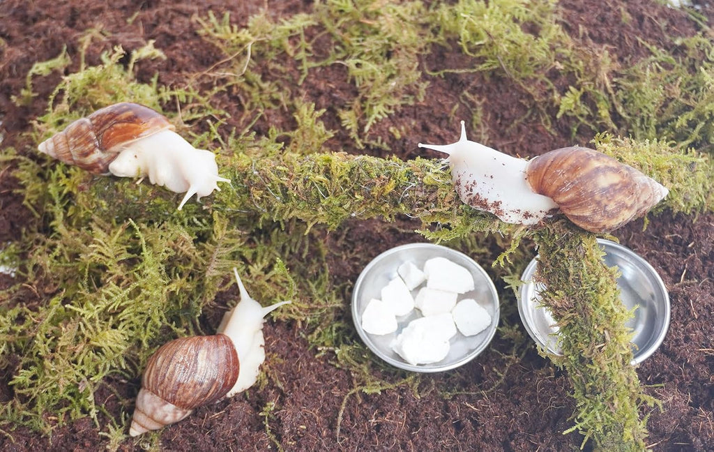 Snail Terrarium Accessory Kit 7PCS, Includes Moisture-Retaining Substrate, Climbing Toy, Cuttlebone Granules, Water and Food Plate, Spray Bottle