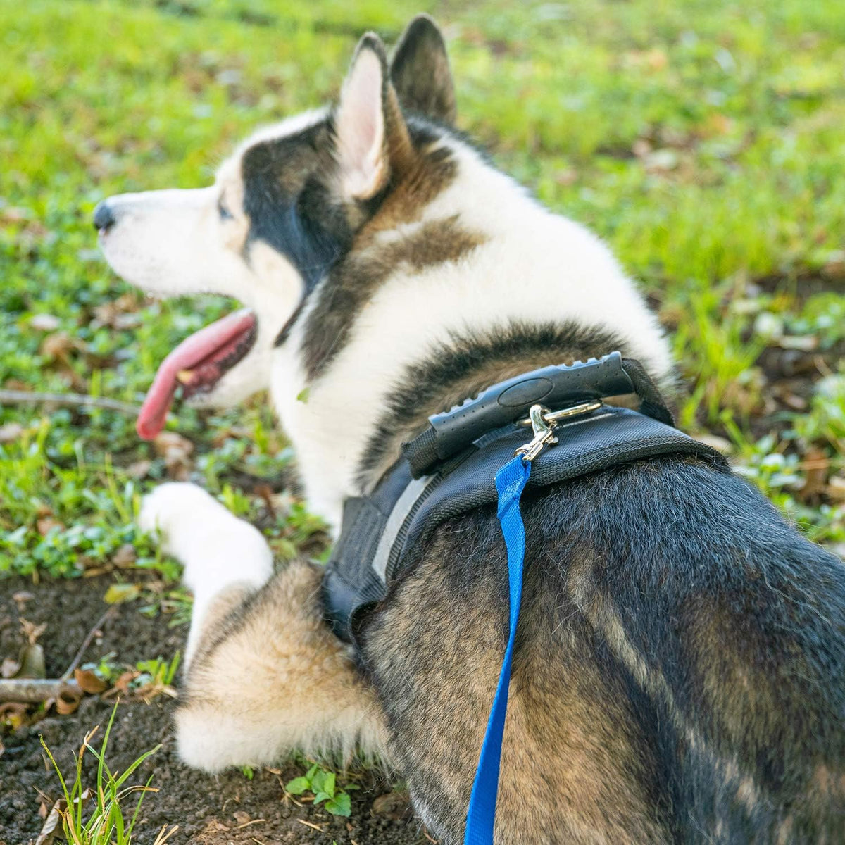 Hi Kiss Dog/Puppy Obedience Recall Training Agility Lead - 15ft 20ft 30ft 50ft 100ft Training Leash - Great for Training, Play, Camping, or Backyard Purple 50 Feet