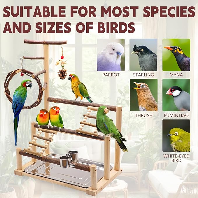 ‌Bird Playground, Natural Wooden Parrot Stand - Image 5