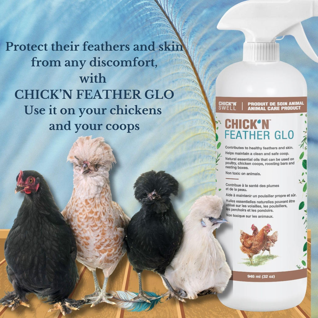 Poultry Feather and Plumage Care Formulation- Chick’n Feather Glo from Chick’n Swell to Enhance and Promote Strong Plumage in Poultry with Optimal Feathers Development. 32 Fluid oz.
