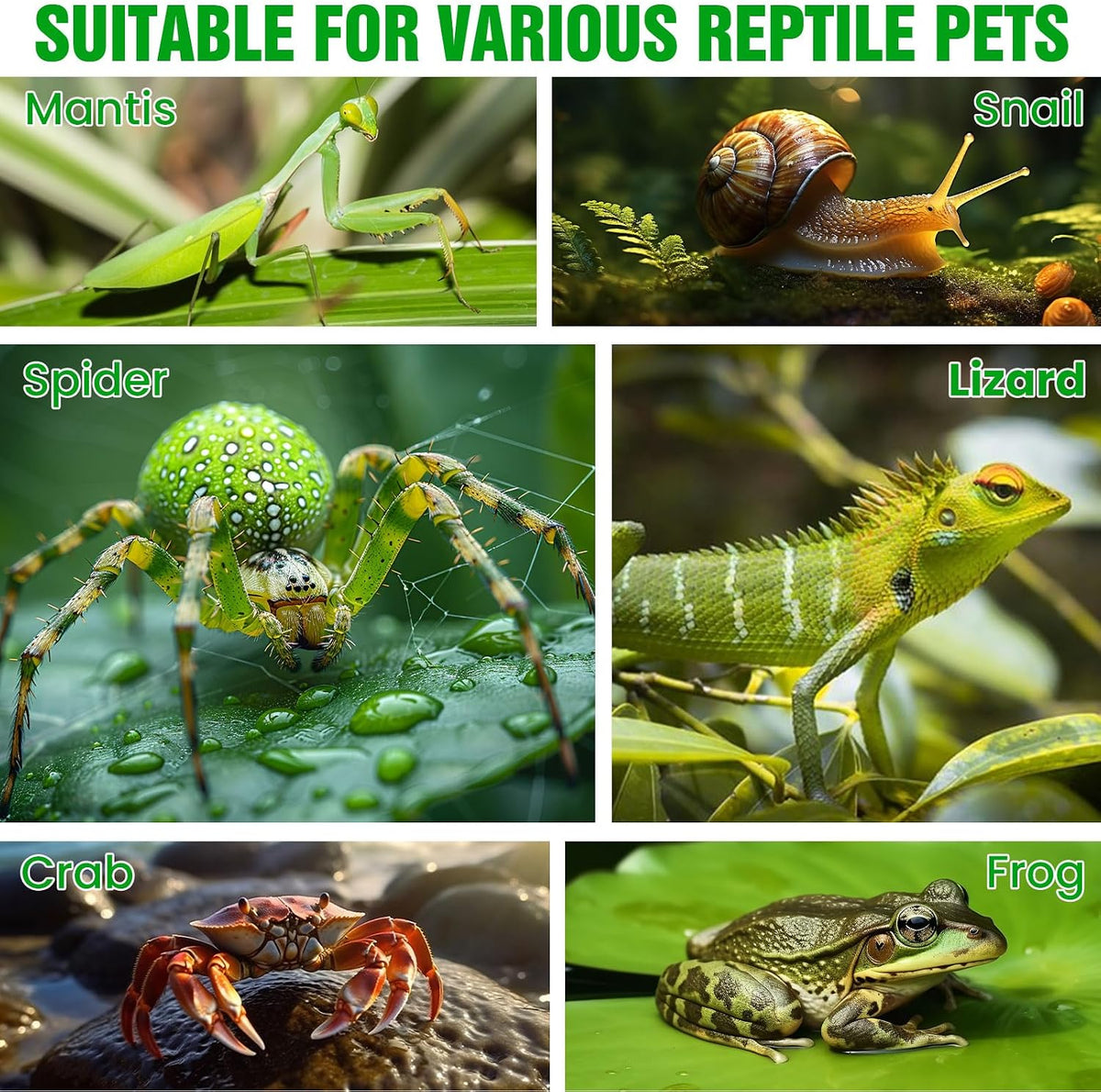Jumping Spider Enclosure, Pray Mantis Home, Front Opening Acrylic Terrarium