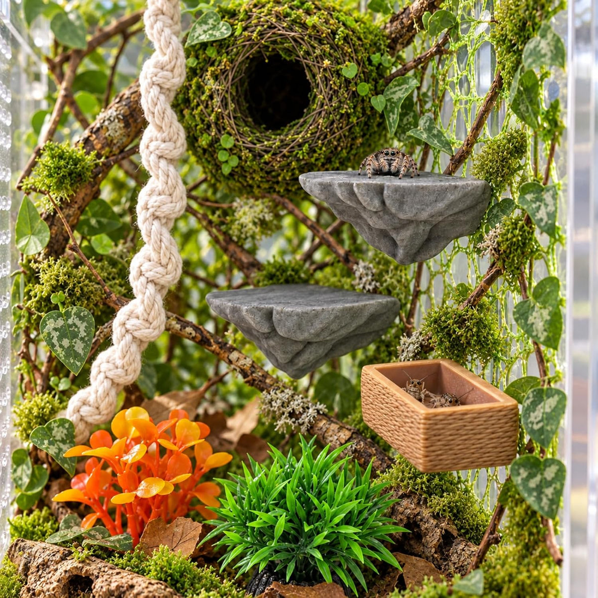 Jumping Spider Enclosure Accessories Kit Natural Habitat